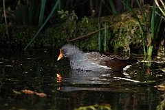 David Plant Photography - Wildlife Photographer - Moorhen - E